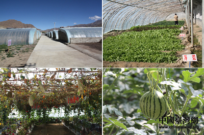 網路媒體走進日喀則 感受藏民經濟飛躍發展