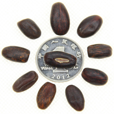 批發林木種子刺桐樹、雞冠刺桐種子、保證質量、發芽率高量大優