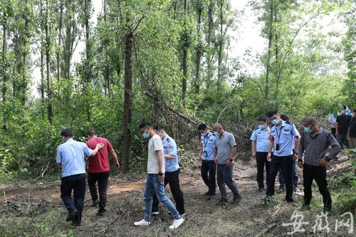 一團伙在紫蓬山國家森林公園濫伐林木100多噸