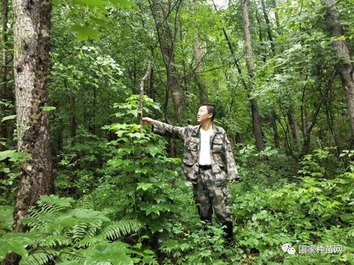 紅石林業局國家林木良種基地珍稀樹種調查又有新突破