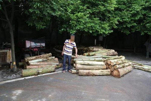 毀林必被抓 前鋒警方破獲特大濫伐林木案