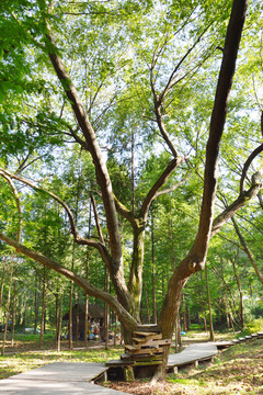 水杉林木棧道