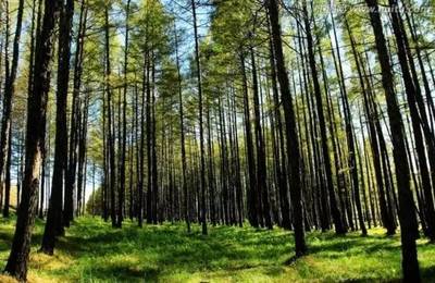 重點(diǎn)專項(xiàng)巡禮 | 聚焦國家重點(diǎn)研發(fā)計(jì)劃之農(nóng)業(yè)領(lǐng)域(林業(yè)資源篇)