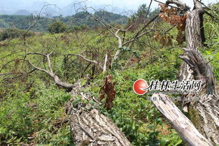 桂林盜伐濫伐林木屢禁不止 一些鄉(xiāng)鎮(zhèn)護(hù)林員成擺設(shè)