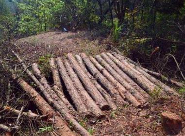 2020年濫伐林木罪無罪辯護(hù)詞怎么寫?