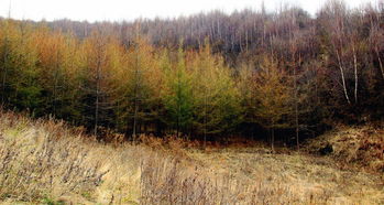 探訪張家川首個國字號生態建設項目地