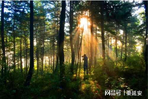 從林木匱乏到滿山蔥郁,40年來子午嶺生態逆轉,華北豹王者歸來