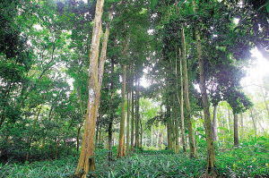 海南名木變遷軌跡