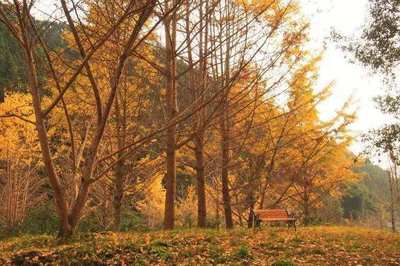 廣東公布省十大樣板鎮村林場名單