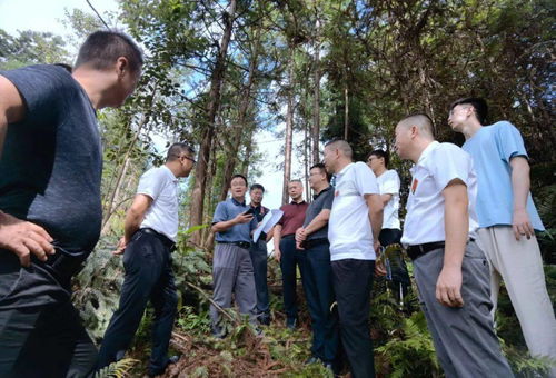 國家林業和草原局資源司調研組到榕江調研林木采伐管理工作