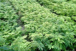 降香黃檀,降香黃檀, 花梨母樹苗, 降香黃檀樹苗生產供應商 花草樹木