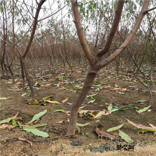 風(fēng)味天后桃苗 二年風(fēng)味天后桃苗單價(jià) 風(fēng)味天后桃苗價(jià)位及報(bào)價(jià)