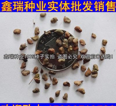 黃櫨種子紅葉黃道櫨批發(fā)綠化苗木種子林木種籽