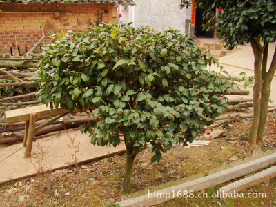 大量供應(yīng)造型優(yōu)美綠化工程小喬木海石榴茶花_經(jīng)濟(jì)林木_農(nóng)林牧漁行業(yè)_產(chǎn)品_中國特產(chǎn)網(wǎng)