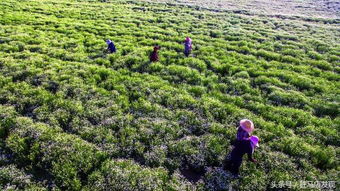 驛城區(qū)胡廟鄉(xiāng) 盛景林木種植 玫瑰花開別樣紅