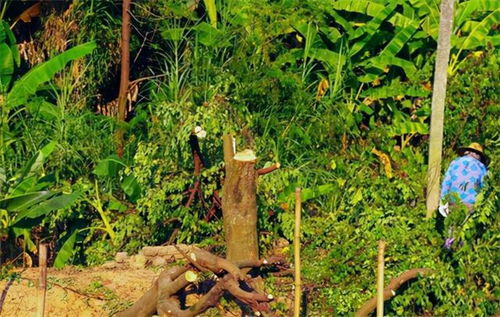 山東一農(nóng)民,砍掉自己種的700棵楊樹,被判刑2年罰款一萬元