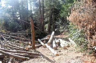 作案25起 9名森林 碩鼠 終落網(wǎng) 森林公安在行動