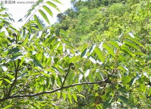 哪里可以買到五眼果種子