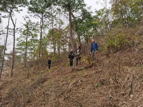 辦好民生 小案 彰顯司法溫情 樂業(yè)縣檢察院依法辦理兩起濫伐林木案助力鄉(xiāng)村產(chǎn)業(yè)發(fā)展