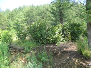 岫巖滿族自治縣紅旗鄉(xiāng)紅大嶺村東溝山3林班8 1小班的林木價(jià)值司法拍賣公告