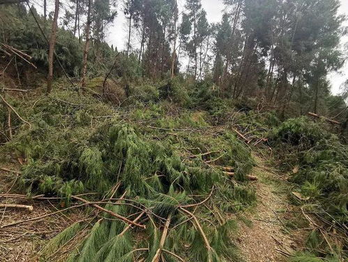 江油破獲一起重大濫伐林木案 2名嫌疑人落網(wǎng)