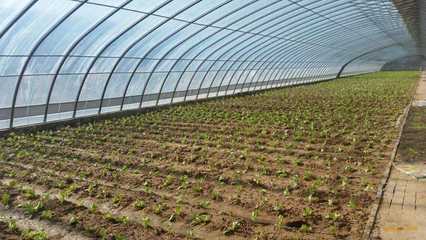 成都蔬菜大棚建設要做到人、棚、物合一,你知道嗎?