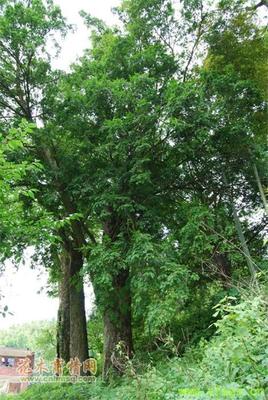江西省九江東山林木種苗站