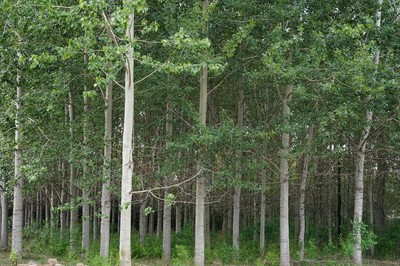 林木育種國家工程實驗室
