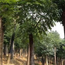 東營區碩豐林木種植農民專業合作社