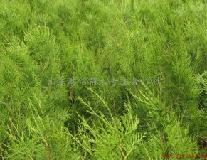 低價急售黑松小苗,黑松苗木,黑松容器苗供應商 山東港信苗木專業合作社