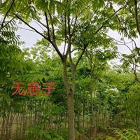 江西[產品]/江西無患子4價格/報價