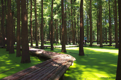 采棕葉、賽龍舟、做香囊&hellip;今年帶娃到這里過一個不同尋常的端午節