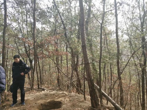 英山森林公安破獲一起濫砍濫伐林木案件 事發英山縣楊柳灣鎮