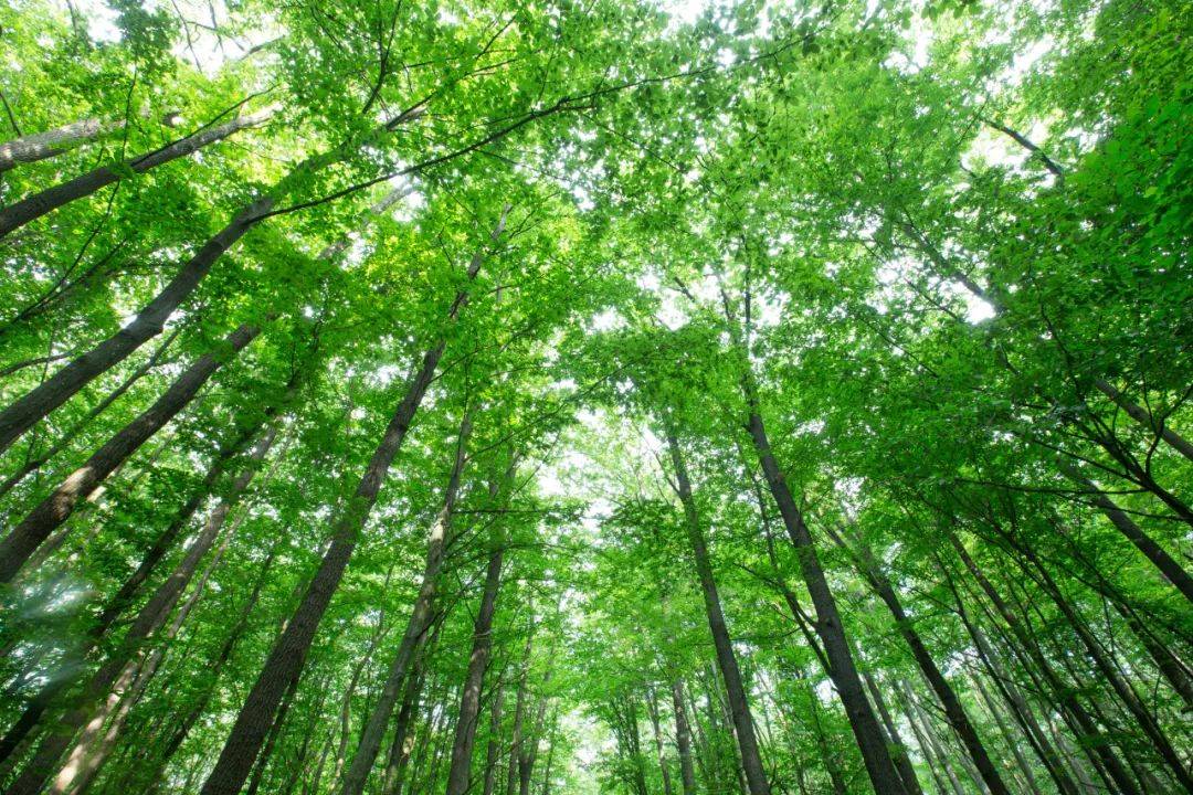 綠色革命的引擎&mdash;林木多組學研究與國自然的深度融合_分析_基因組_茶