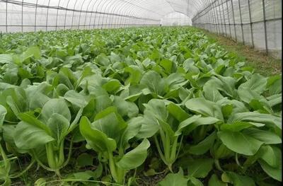 跨年寒潮沖擊下的民生 菜價上漲與防寒應對