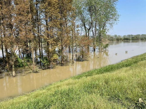 省漢江局順利完成林木采伐調查設計，保障漢江下游一期年度工程實施