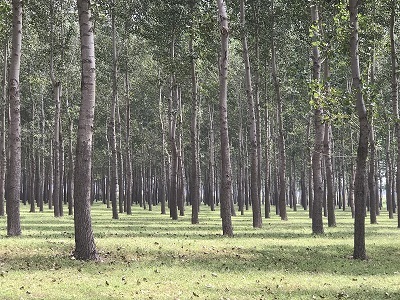 林地、林木、苗木、果樹技術(shù)鑒定與損害評估全解析