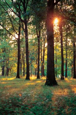 林木風(fēng)景與蔬菜培育 自然和諧與可持續(xù)農(nóng)業(yè)的交融