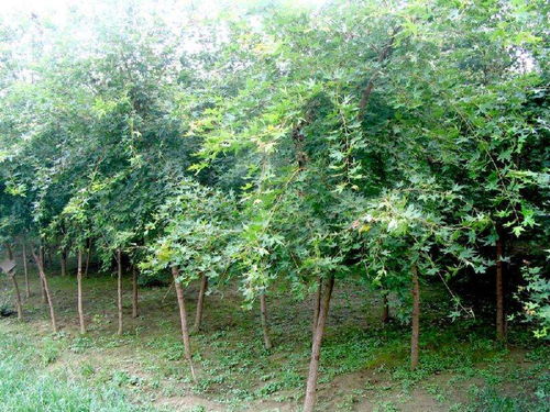 定州君濤林木育苗場 常綠樹、大喬木與花卉的綠色寶藏