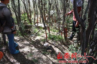 山南紀委駐村工作隊實地踏勘林木糾紛原發(fā)地，推動矛盾糾紛化解