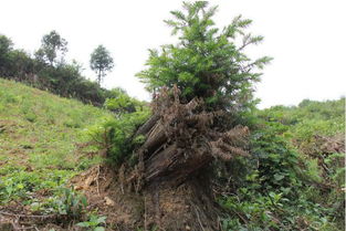 栽三七，濫伐林木被判刑——期路白鄉首例涉林刑事案件公開審判警示錄