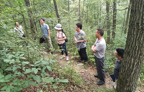 從停止天然林商品性采伐到蔬菜培育 生態保護與農業發展的協同路徑