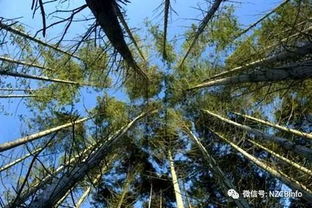 新西蘭經濟林木輻射松及其花卉資源