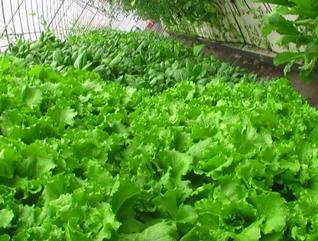 從田間到案頭 蔬菜的潔凈化工廠化栽培與盆景藝術的融合